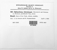 Sphaceloma uberabense image